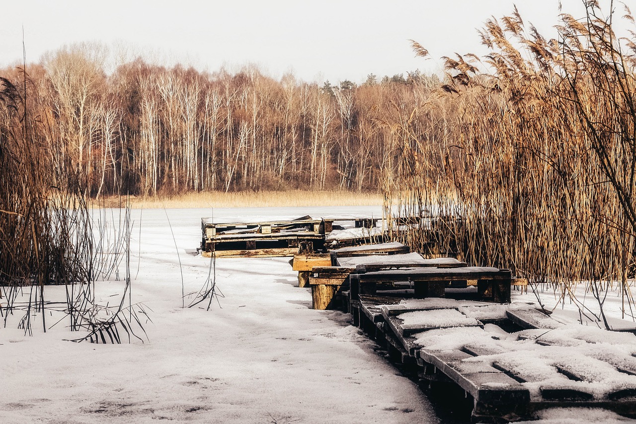 winter  snow  nature free photo