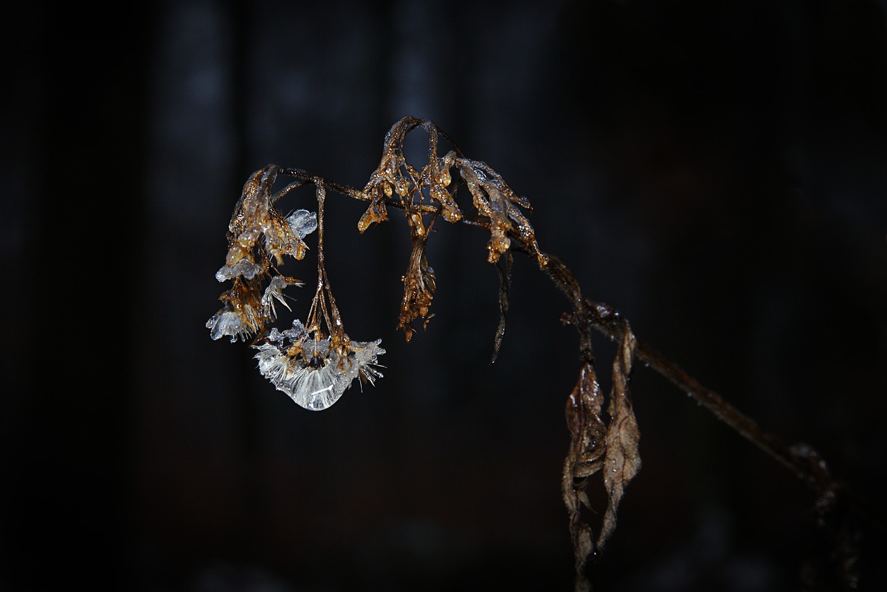 winter  ice  frozen free photo