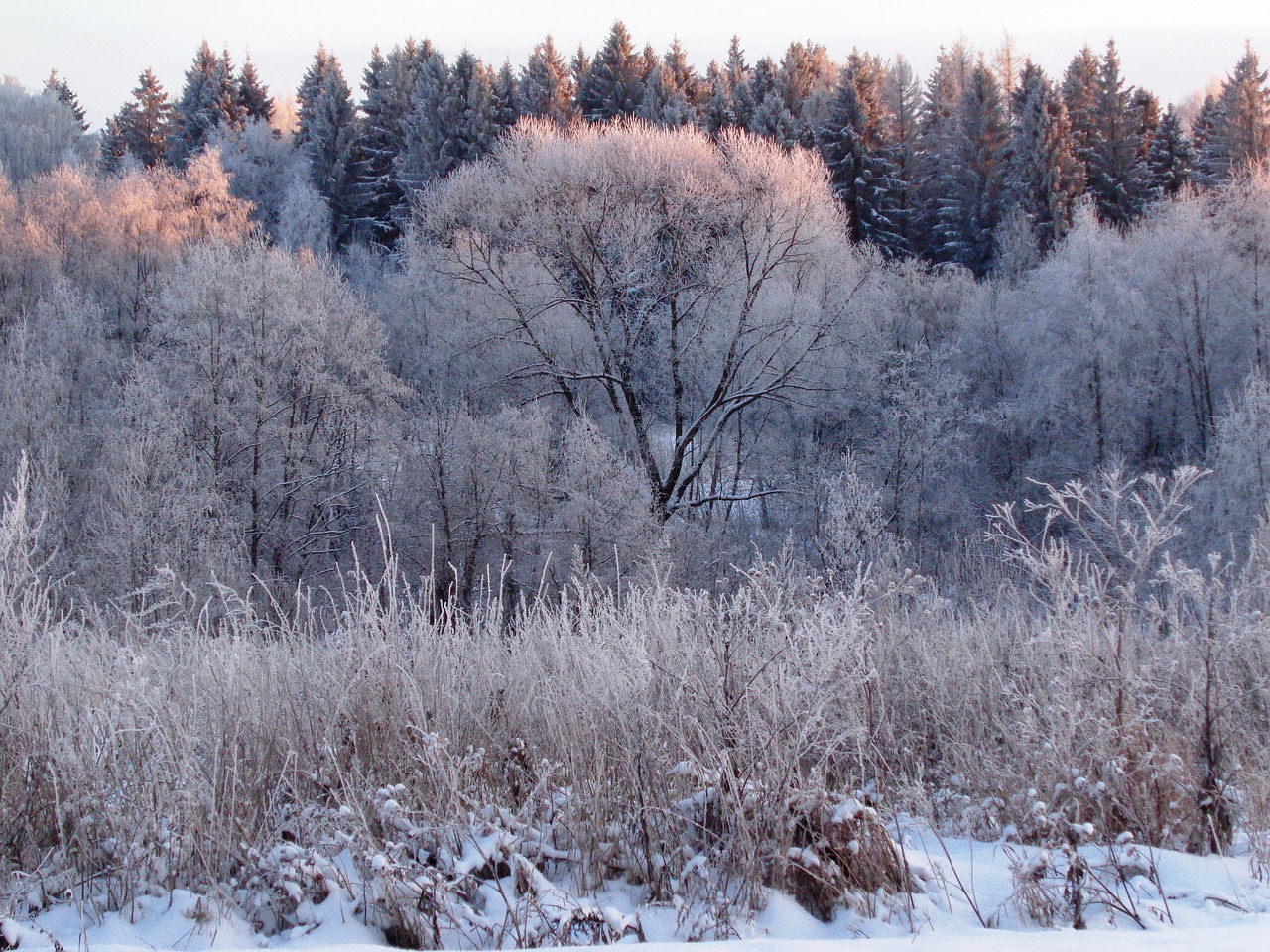 winter  forest  nature free photo