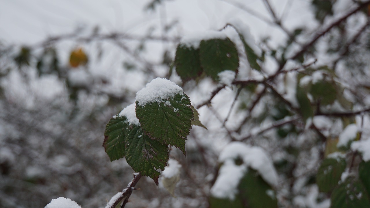 winter  snow  leaves free photo