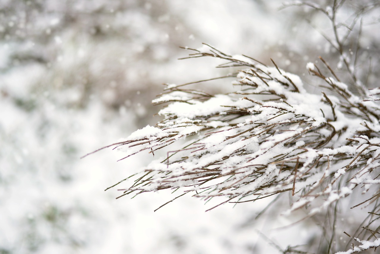 winter  snow  snowy free photo