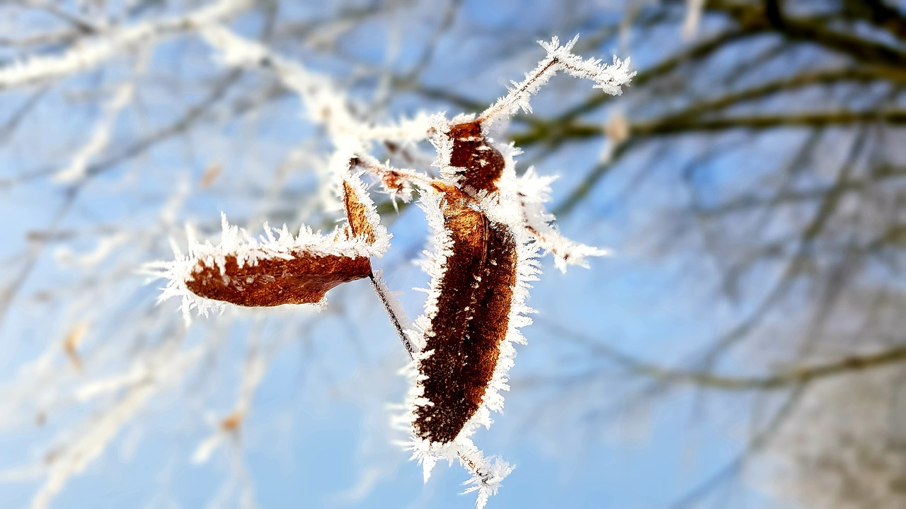winter  hoarfrost  frost free photo