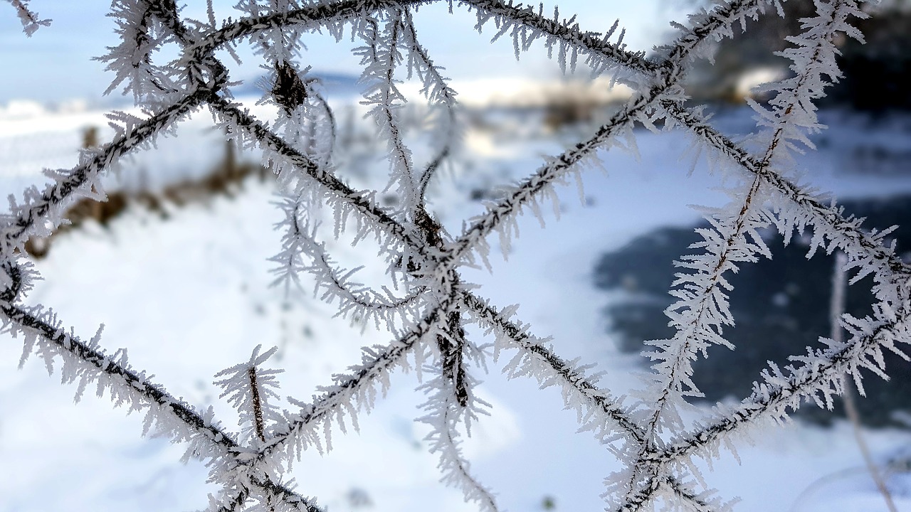 winter  hoarfrost  frost free photo