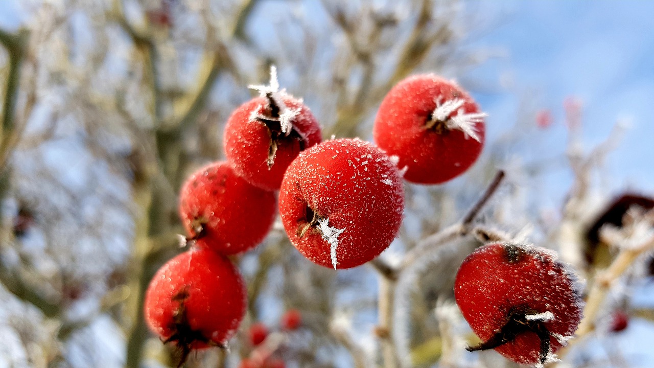 winter  hoarfrost  frost free photo