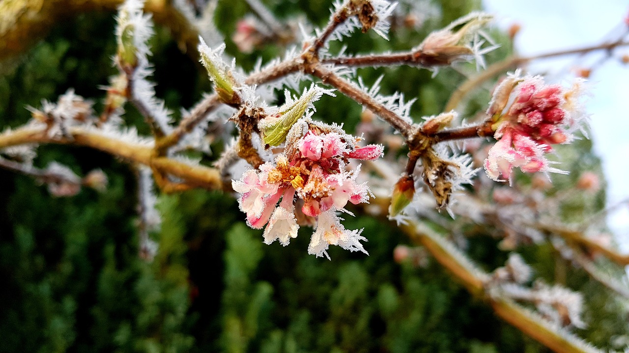 winter  hoarfrost  frost free photo