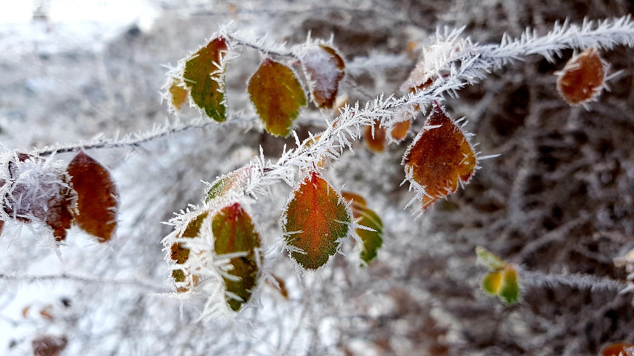 winter  hoarfrost  frost free photo