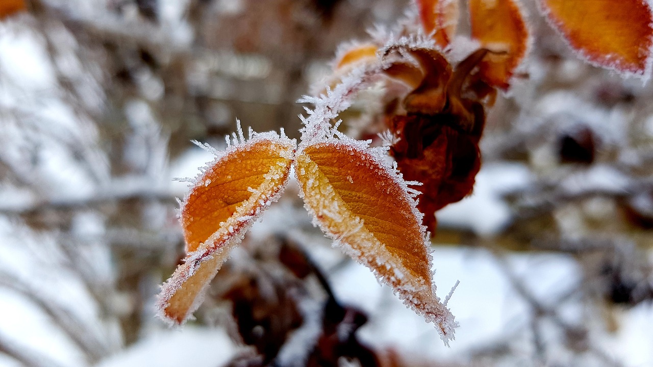 winter  hoarfrost  frost free photo