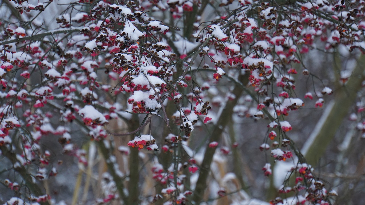 winter  berries  red free photo