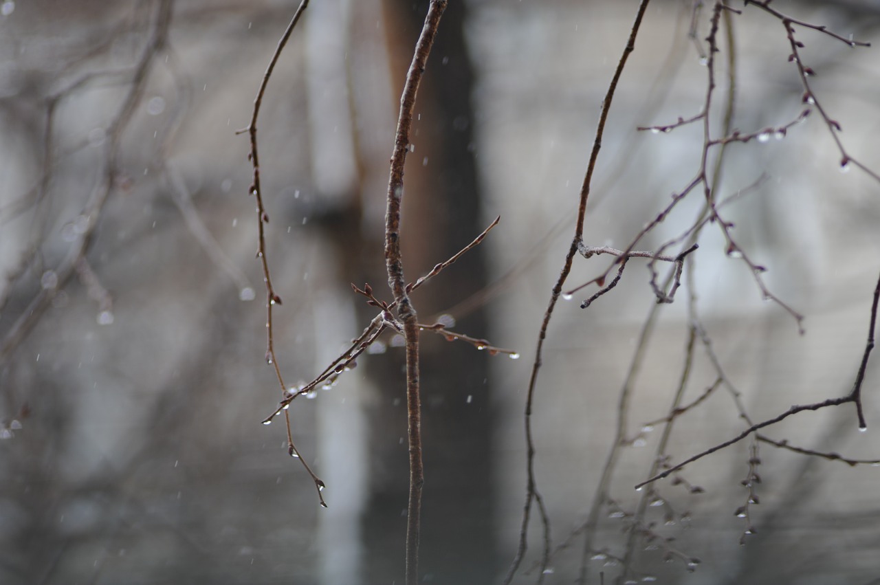 winter  forest  branch free photo