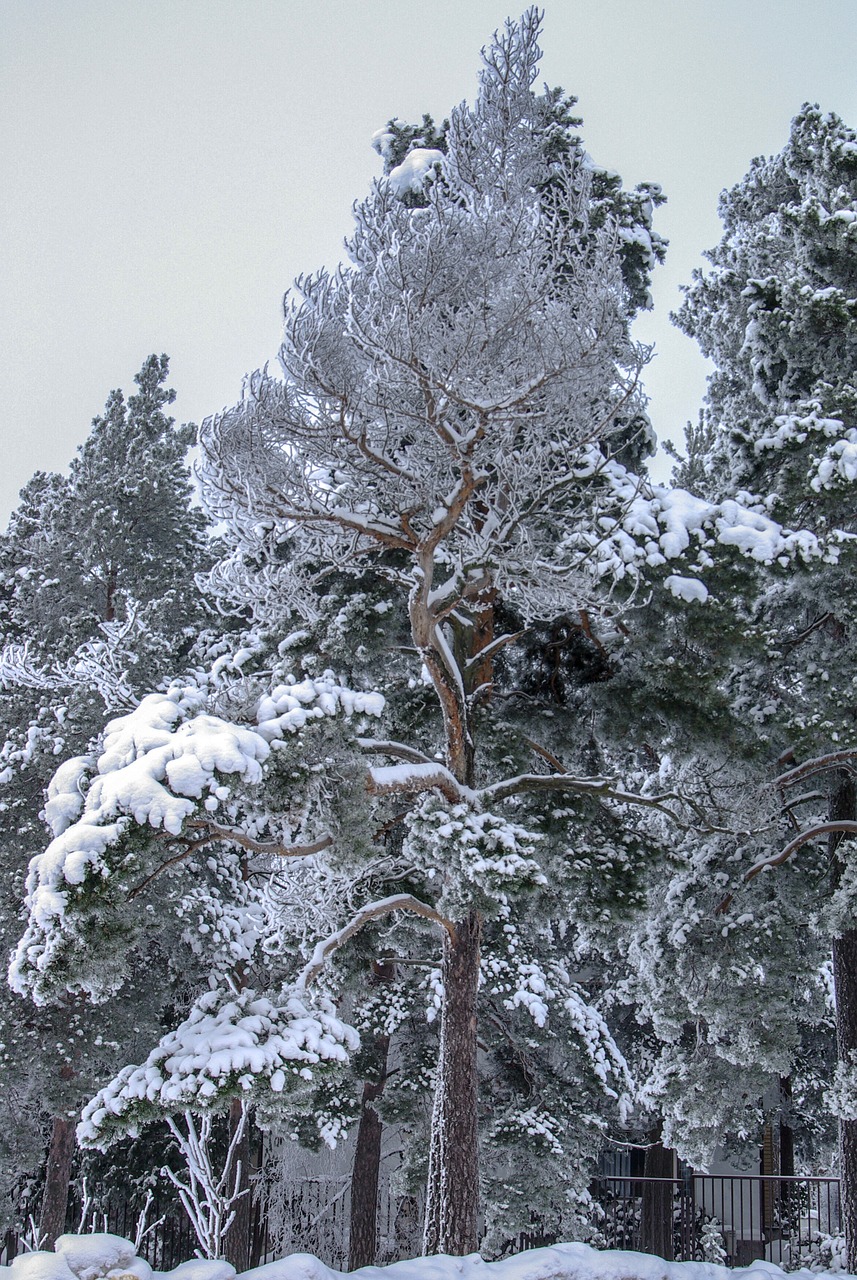 winter  snow  pine free photo