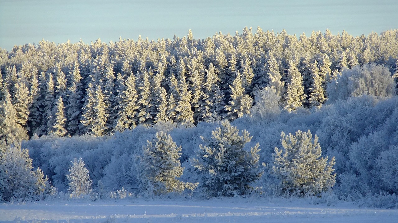 winter  forest  leann free photo