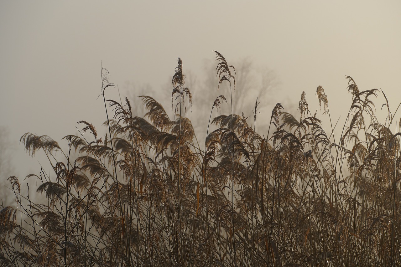 winter  cold  nature free photo