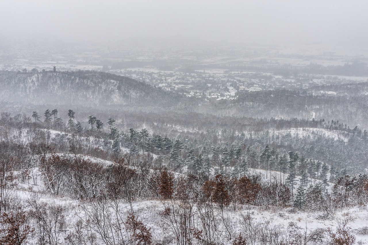 winter  cold  fog free photo