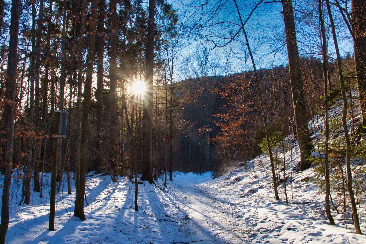 winter  walk  forest free photo