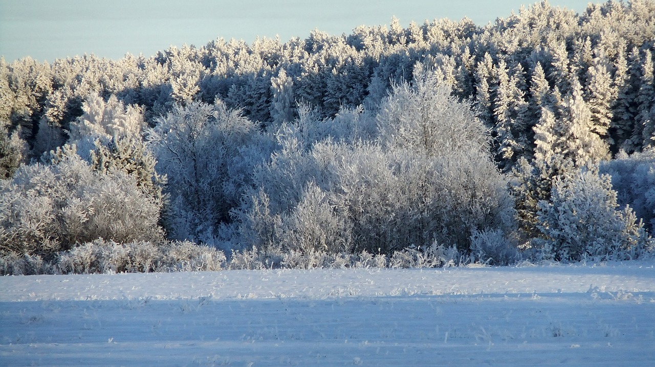 winter  forest  leann free photo