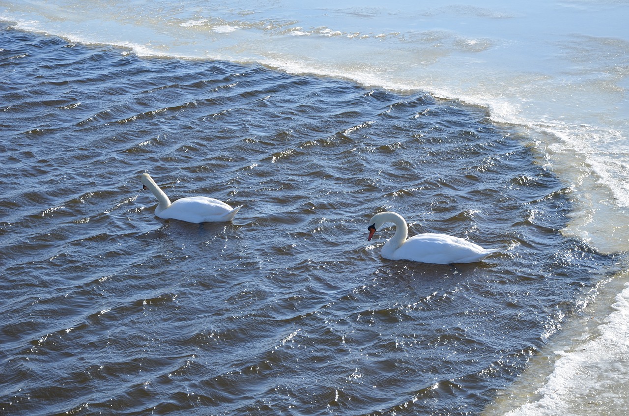 winter  lake  water free photo