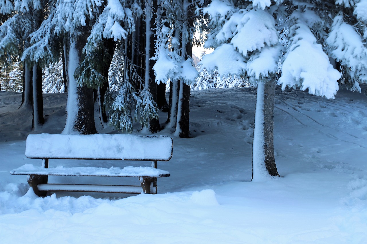 winter  in the forest  bench free photo