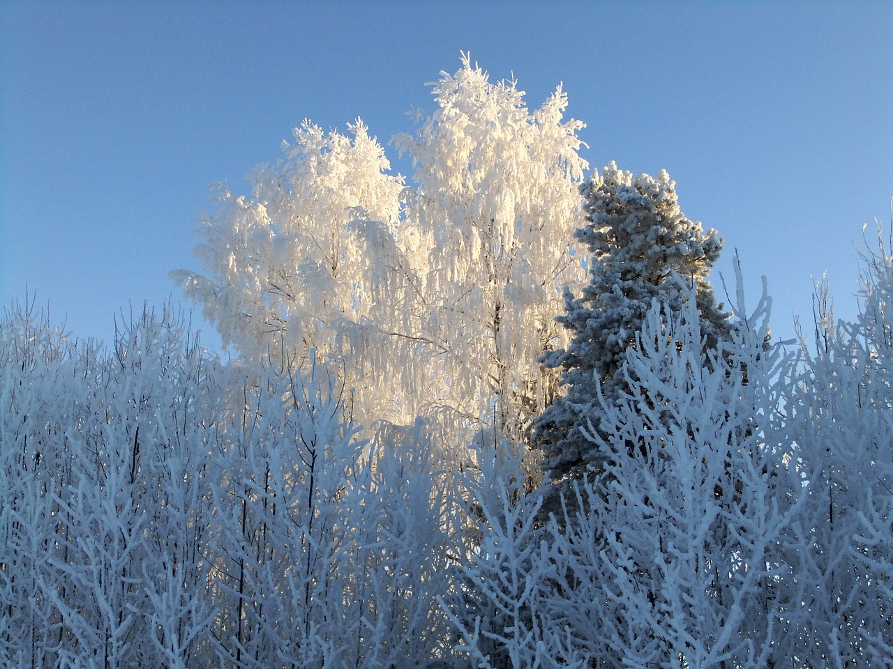 winter  frost  sun free photo