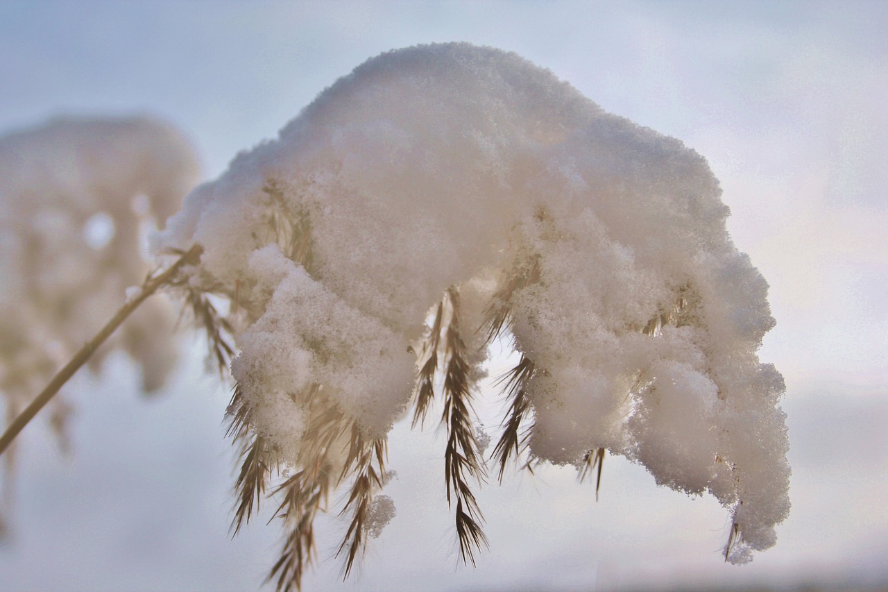 winter  frost  cold free photo