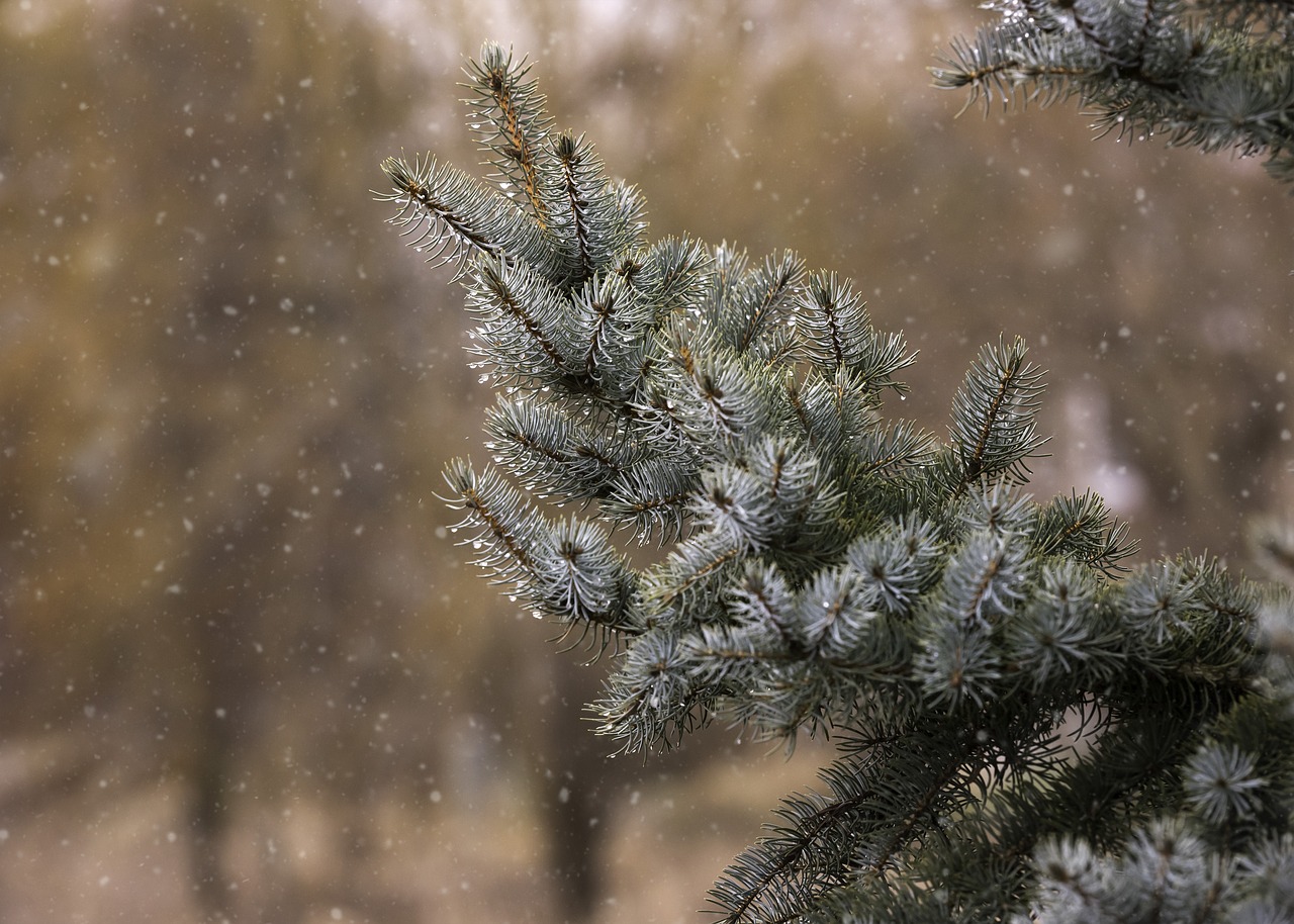 winter  pine  tree free photo