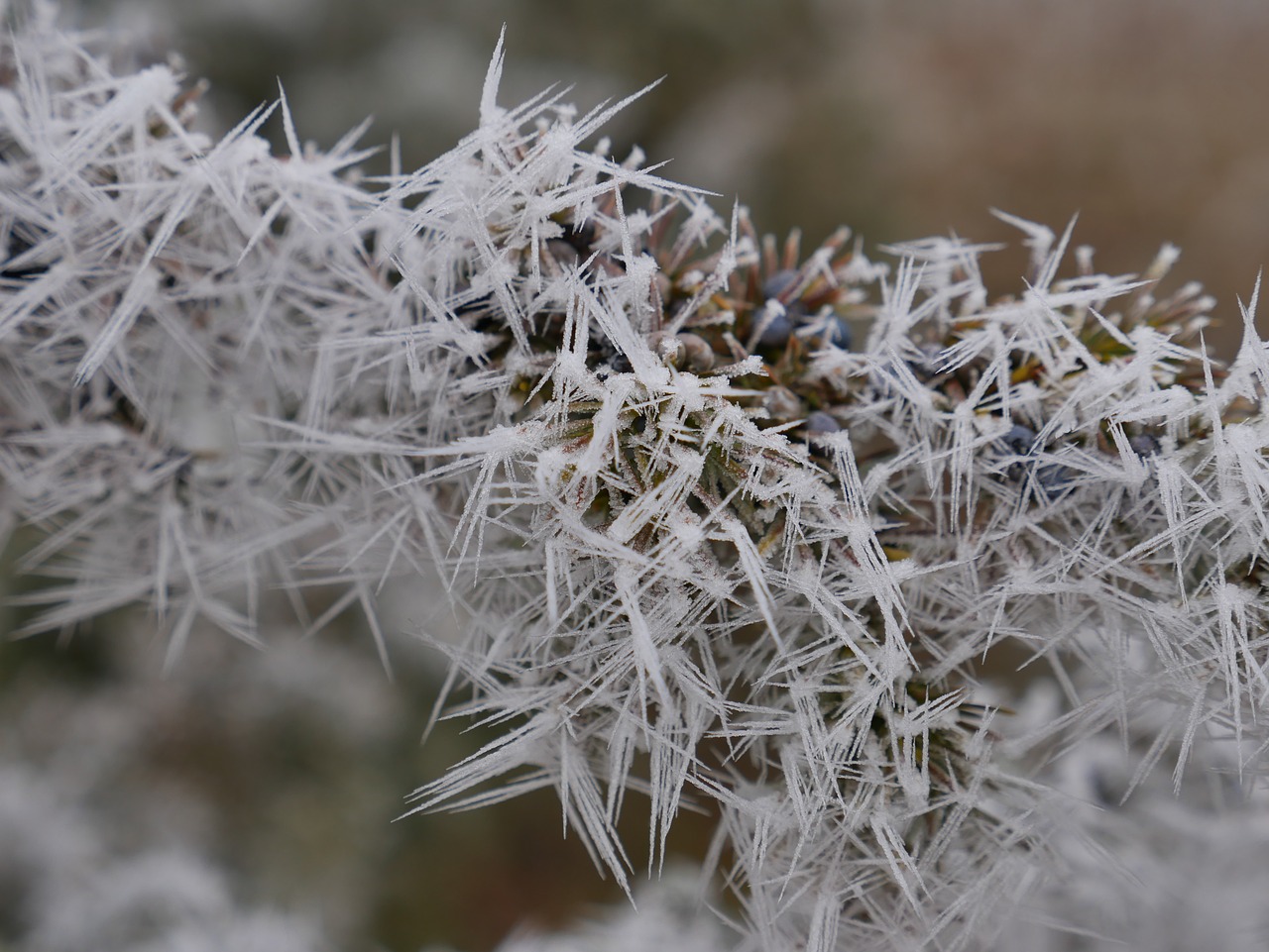 winter  ice  eiskristalle free photo