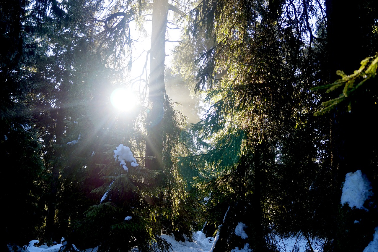 winter  forest  fichtelgebirge free photo