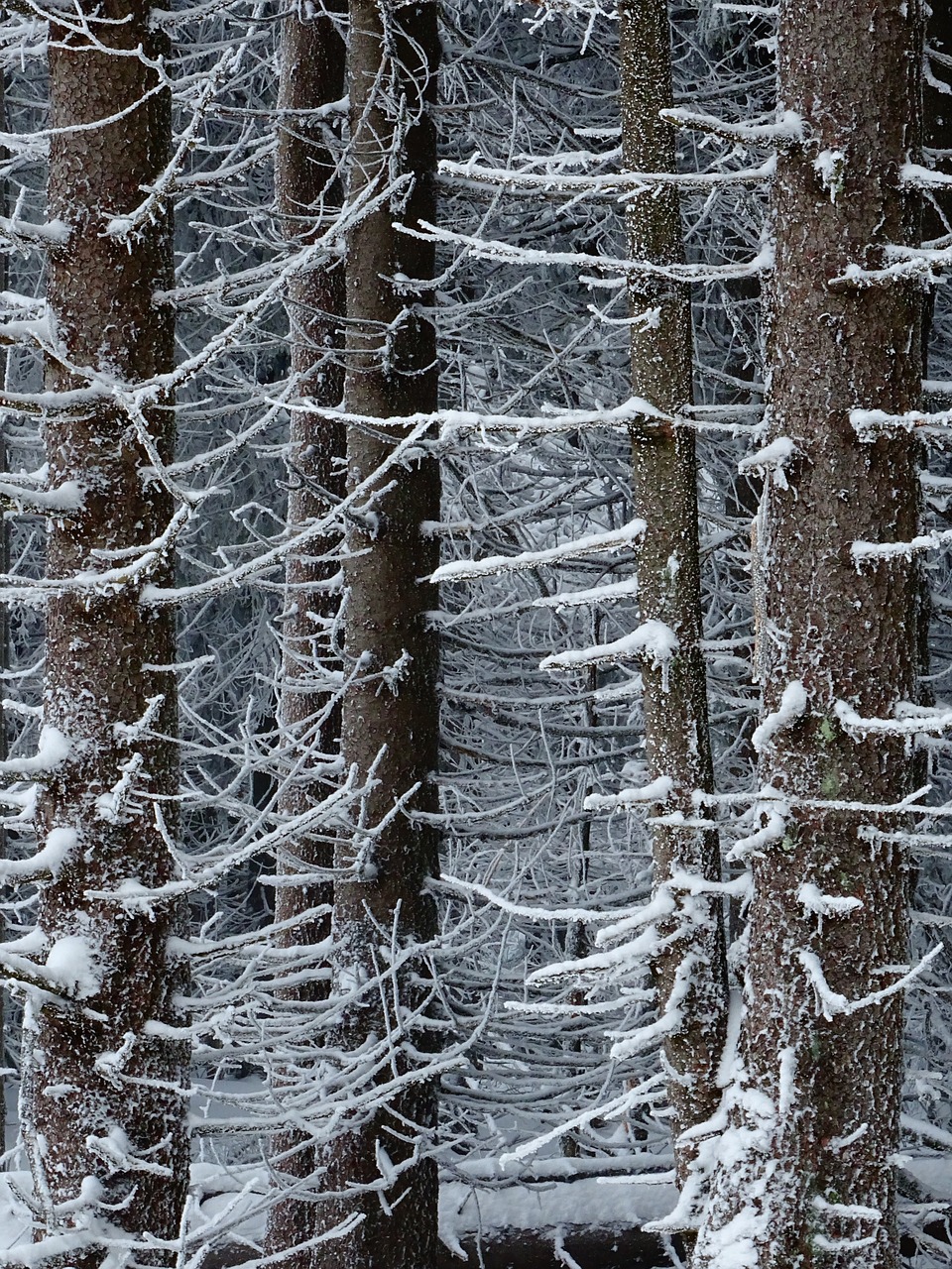 winter  forest  trees free photo