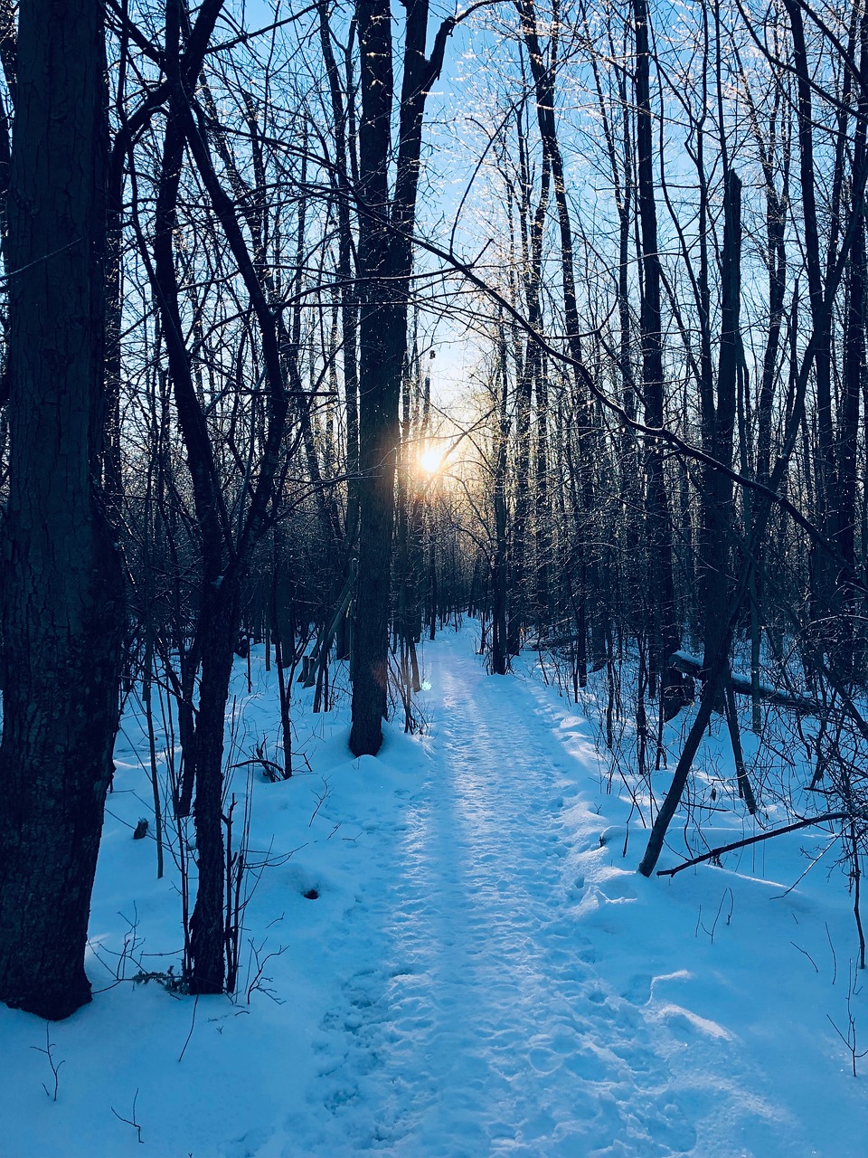 winter  snow  tree free photo