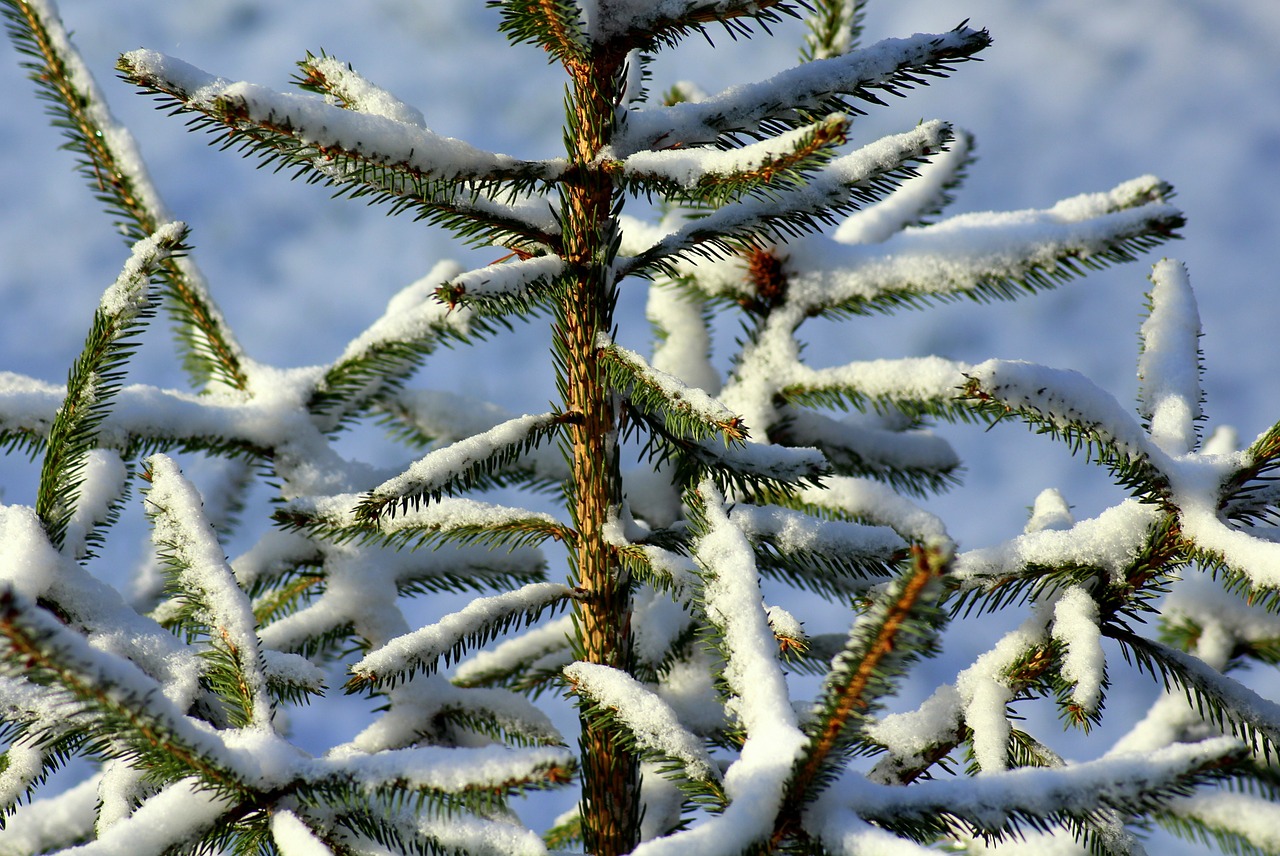 winter  christmas tree  iglak free photo