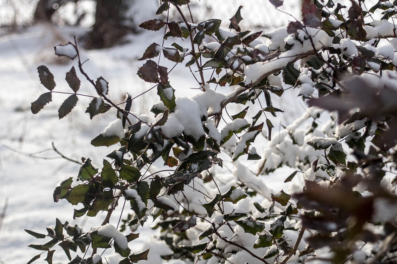 winter  snow  the bushes free photo