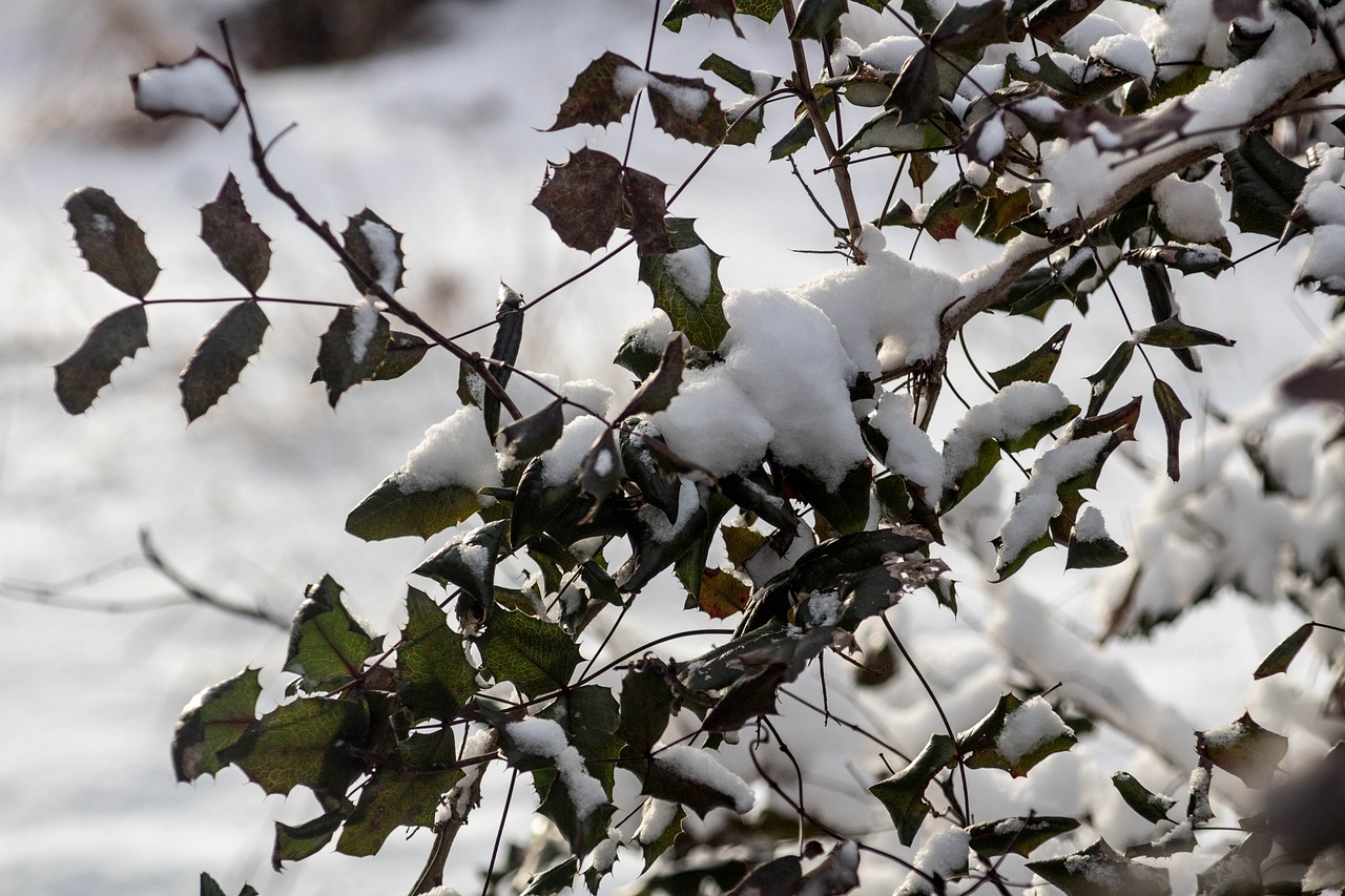 winter  snow  the bushes free photo