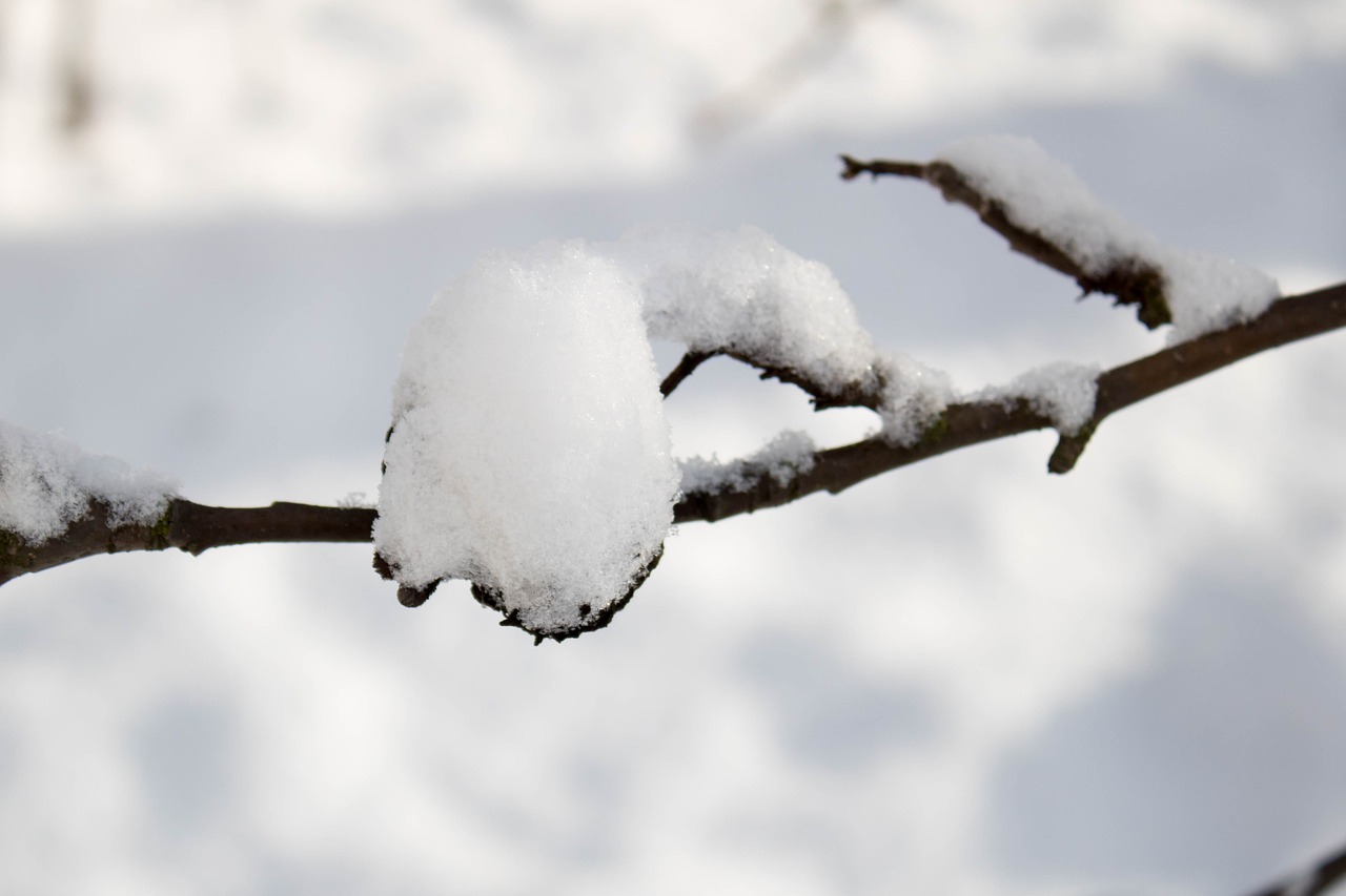 winter  snow  frost free photo