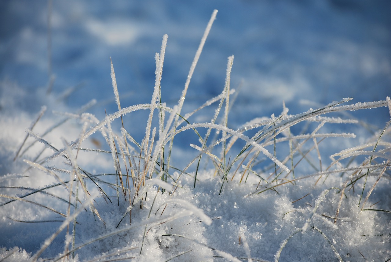 winter  frost  nature free photo