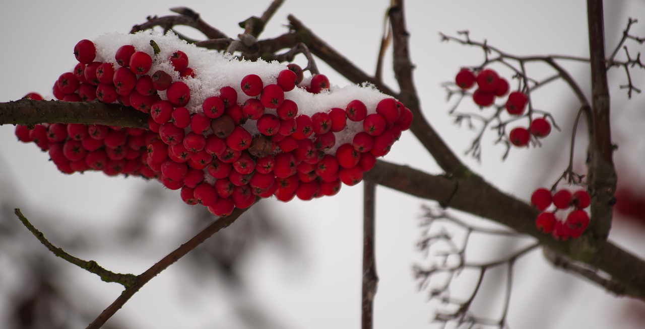 winter  snow  berries free photo