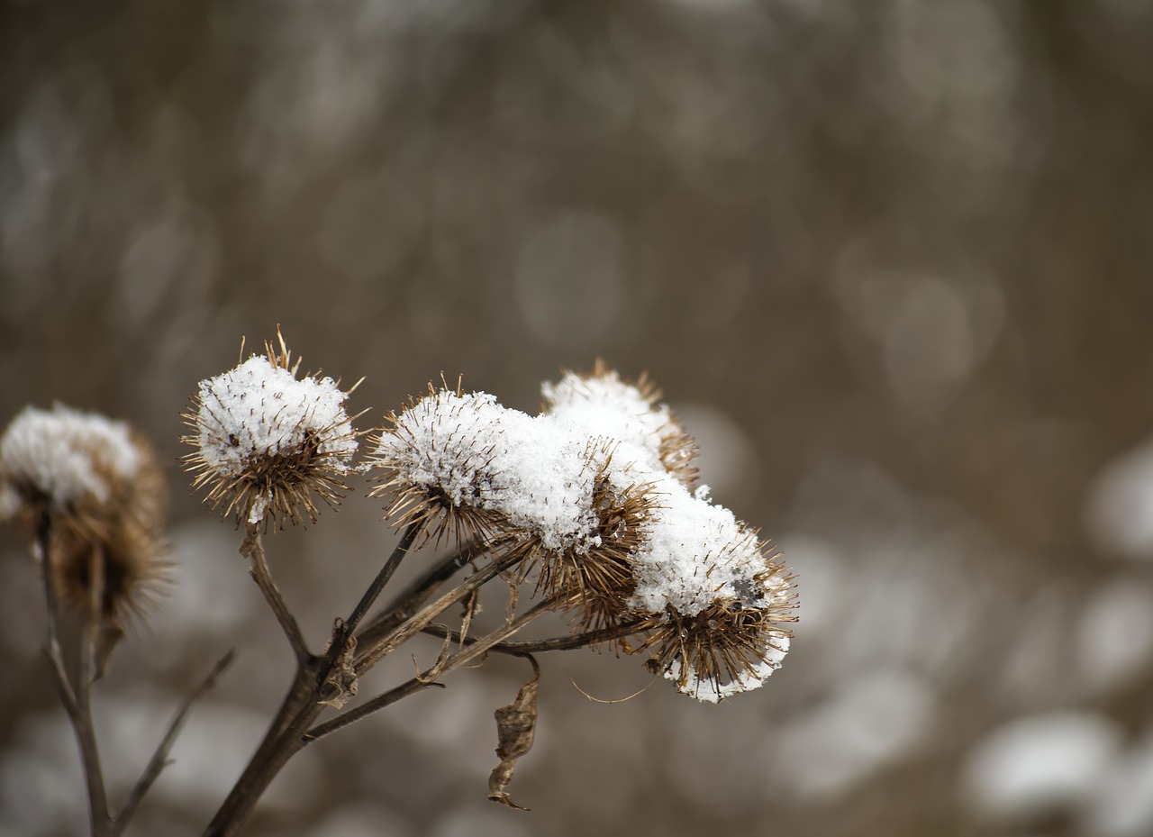 winter  snow  sting free photo