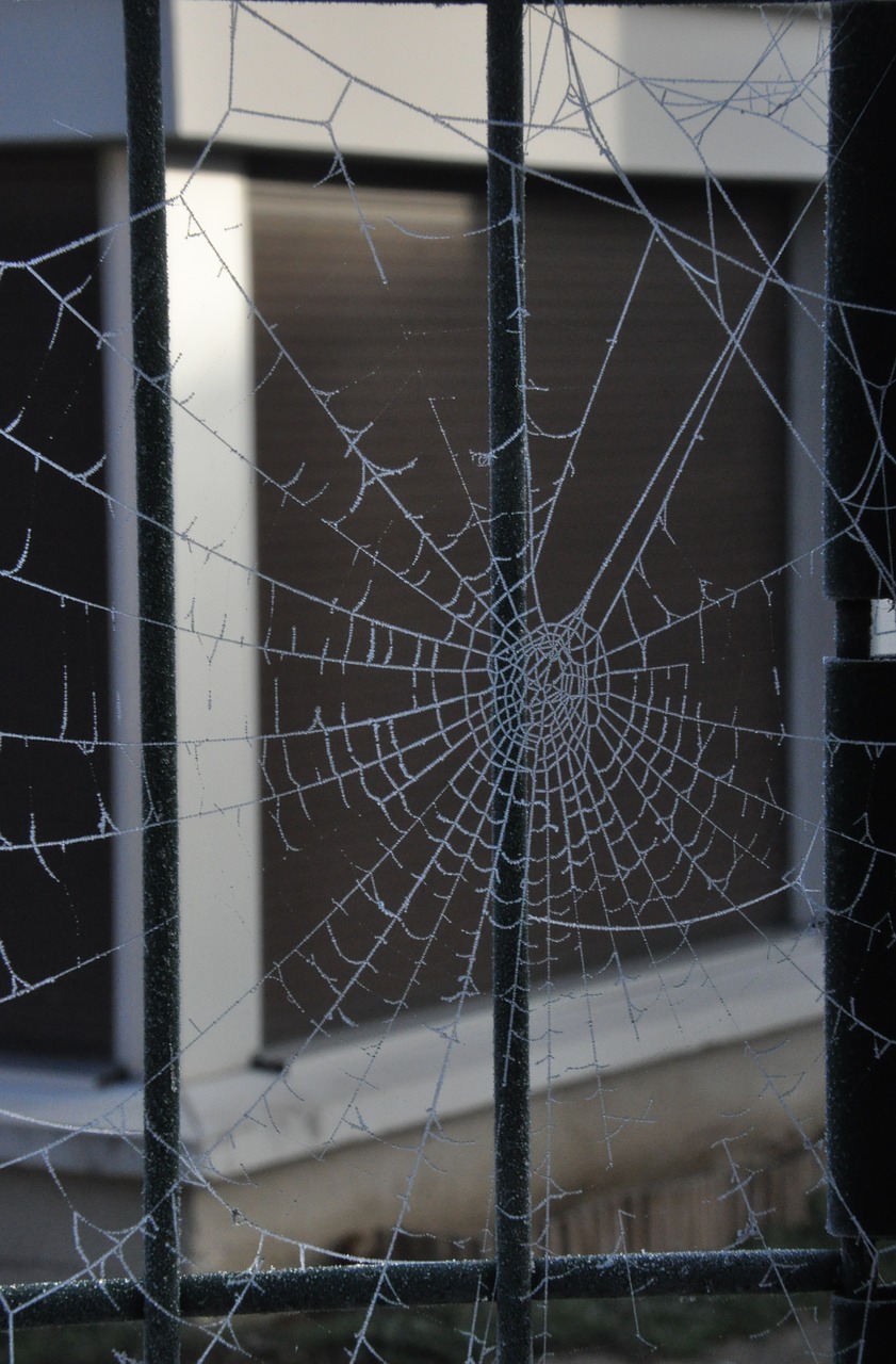 winter  spider web  frost free photo