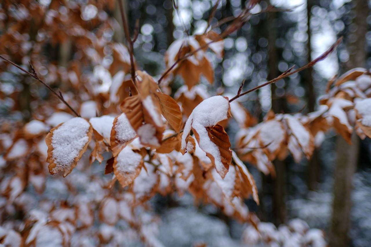 winter  snow  leaves free photo