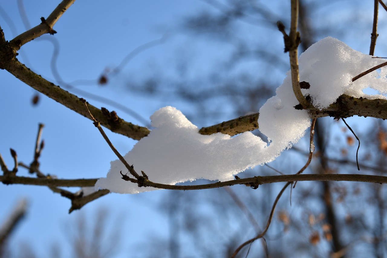 winter  snow  trees free photo