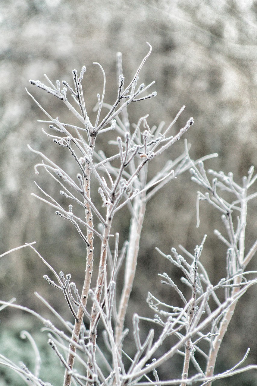 winter  november  december free photo