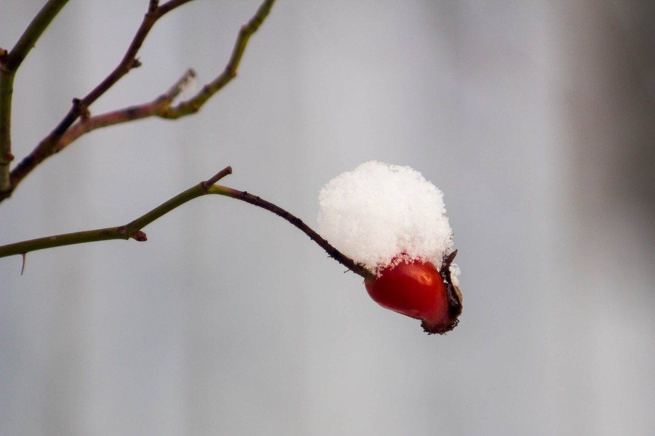 winter  frost  snow free photo