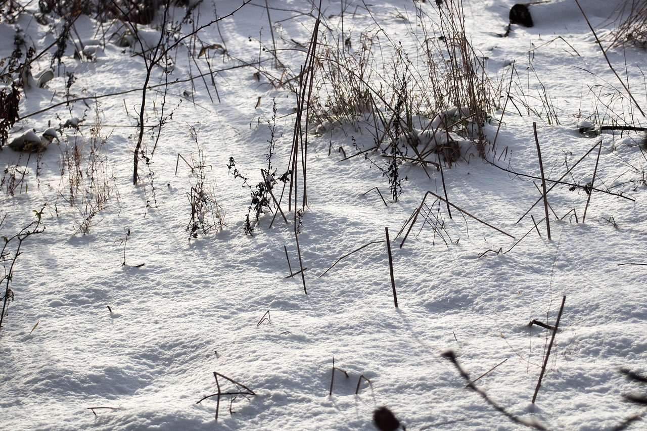 winter  snow  frost free photo