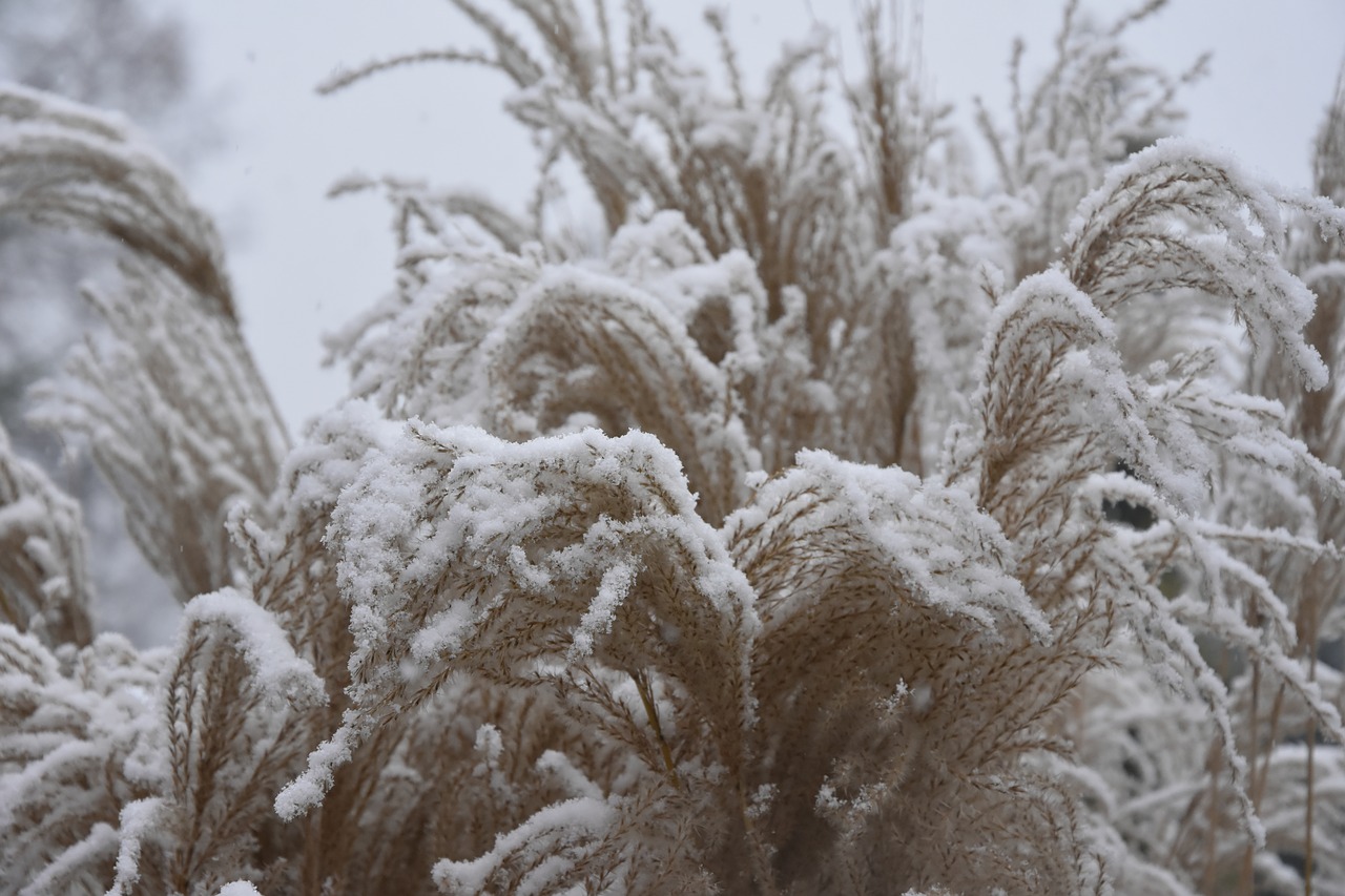 winter  grass  reeds free photo