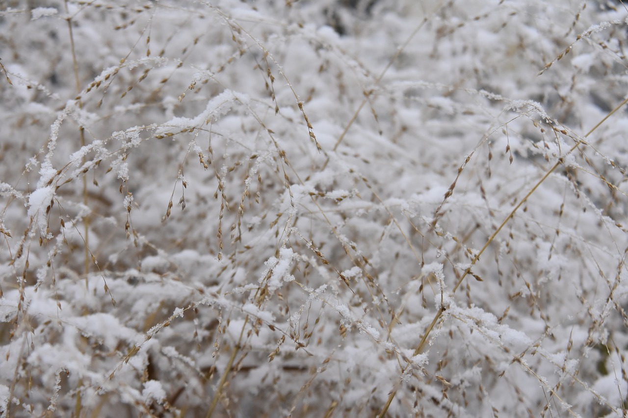 winter  grass  cold free photo