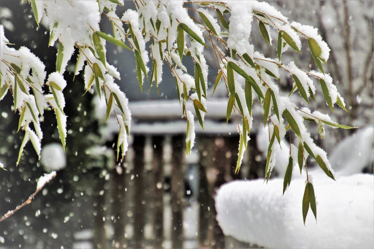 winter  snow  snowflake free photo