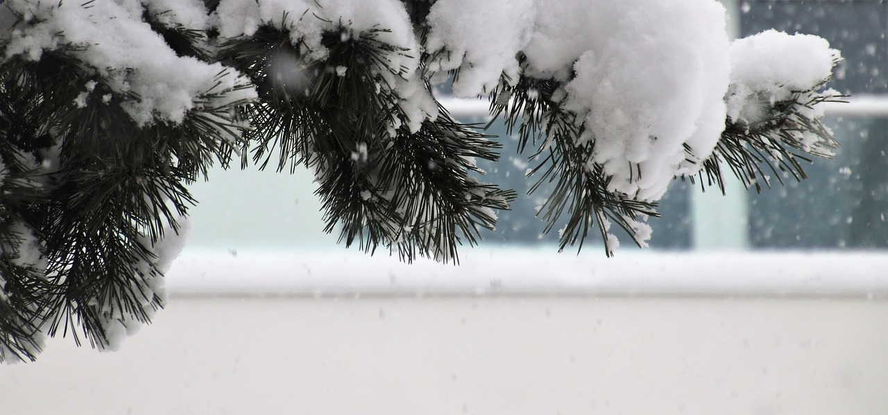 winter  pine  frost free photo