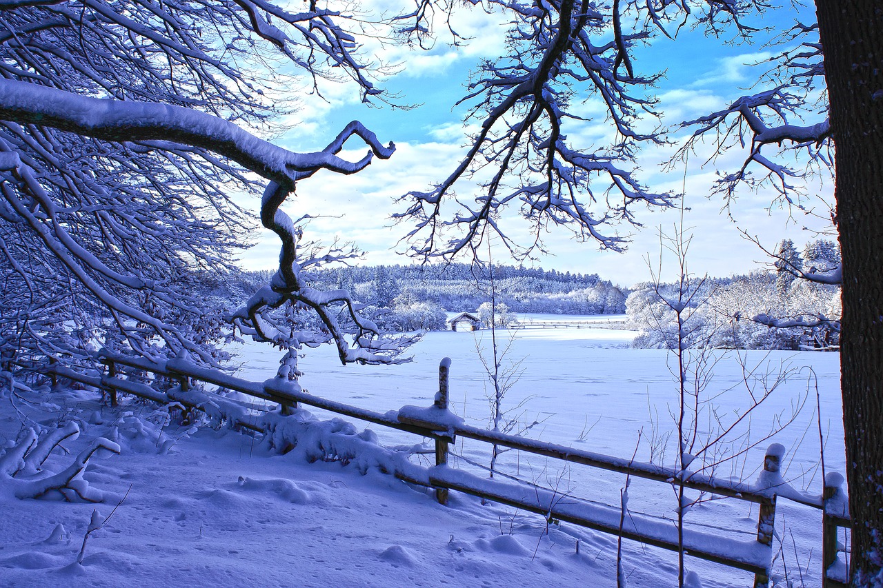winter  landscape  snow free photo