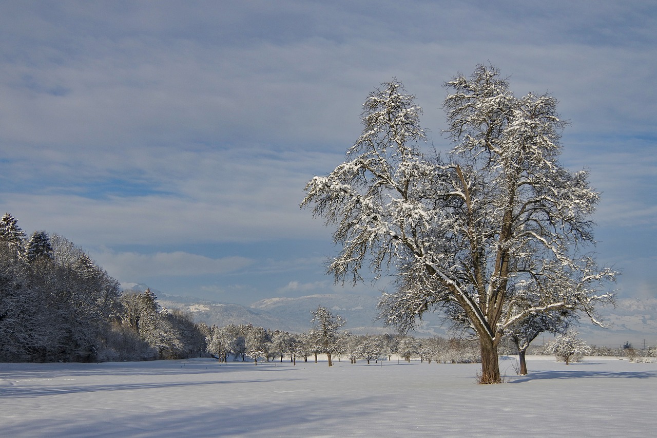 winter  snow  nature free photo