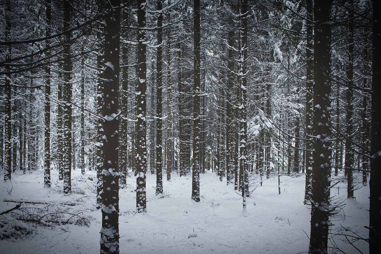 winter  forest  nature free photo