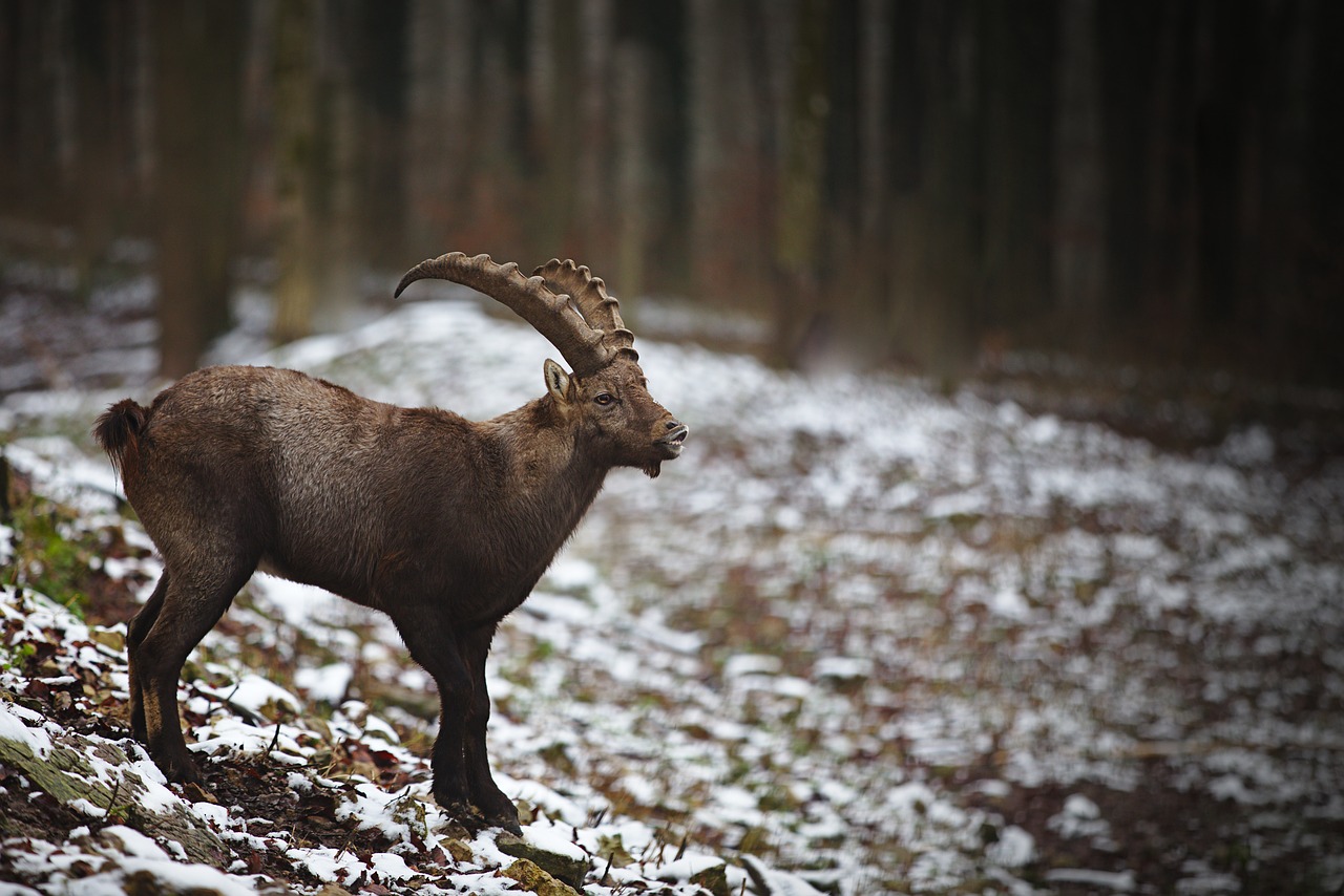 winter  forest  capricorn free photo