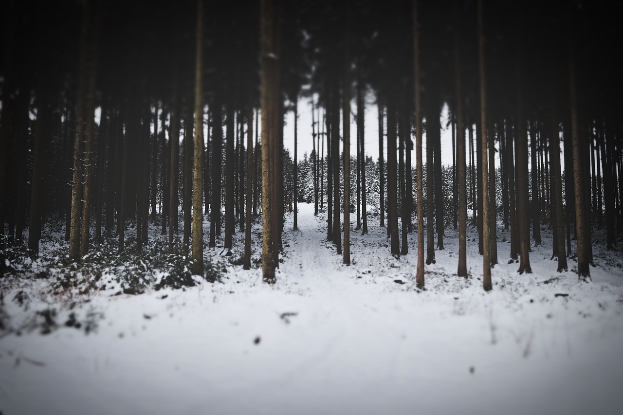 winter  forest  snow free photo